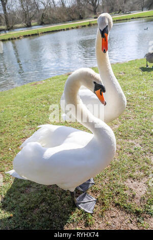 Cygnes mâles et femelles debout sur l'herbe dans le soleil par un étang Oxford University parcs en hiver / printemps Banque D'Images
