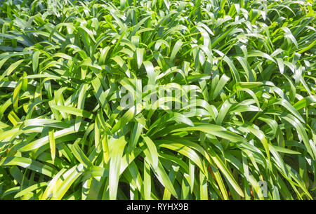 Nature Gros plan sur feuille verte dans le jardin. Natural Background Banque D'Images