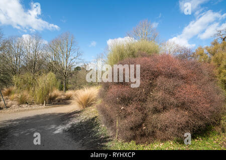 Vue sur le jardin de la Nouvelle-Zélande sur le jardin Savill dans Surrey/Berkshire, Royaume-Uni, la frontière au cours du mois de mars Banque D'Images