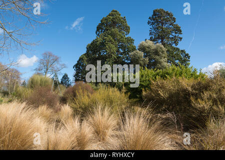 Vue sur le jardin de la Nouvelle-Zélande sur le jardin Savill dans Surrey/Berkshire, Royaume-Uni, la frontière au cours du mois de mars Banque D'Images