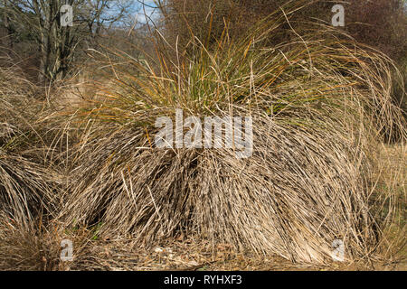 Testacea Carex (Carex Nouvelle-zélande orange), une herbe ornementale Banque D'Images