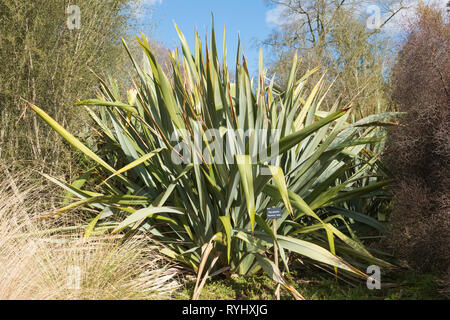 Harakeke, le Phormium tenax lin de Nouvelle-Zélande, ou une plante vivace à feuilles persistantes, utilisé dans la fabrication de nattes, de paniers, de vêtements Banque D'Images