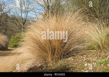 Chionochloa rubra, red tussock grass, une nouvelle culture d'espèces végétales endémiques à la Nouvelle-Zélande dans un jardin Banque D'Images