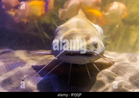 Queue rouge poisson-chat avec son visage en gros plan, gros poissons tropicaux du bassin amazonien d'Amérique Banque D'Images