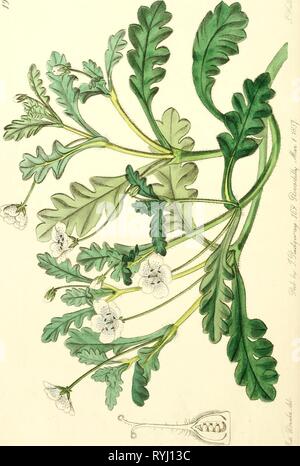 Edwards' botanical register, ou jardin de fleurs ornementales, et le bosquet .. edwardsbotanical ldedmt Année : 182923 Banque D'Images