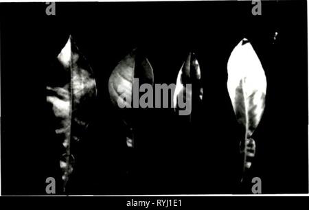 Effets du chlorure de sodium et de polyéthylène glycol sur les relations hydriques, la croissance et la morphologie des semis d'effectsofsodiumc porte-greffes d'agrumes00zekr Année : 1987 81 bigaradier Control CCNI - feuilles abîmées Banque D'Images