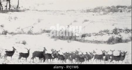 Écologie des populations sympatriques de cerf mulet et le cerf de Virginie dans une prairie environnement ecologyofsympatr'S WOOD Année : 1989 Contrairement aux hypothèses antérieures, l'habitat d'hiver et les conditions météorologiques ont généralement moins d'effet sur le nombre de cerfs et de la dynamique de l'été ensuite les conditions. (Photo par : Alan K. Wood), données inédites). La dispersion des jeunes chevreuils peut aider à limiter les hausses additionnelles dans les populations de cerfs, des prairies lorsque de fortes densités sont atteints et si les conditions météorologiques continuent à favoriser la survie des faons. Cette possibilité a été suggérée par la corrélation entre la densité et le taux de déclin pour ad Banque D'Images