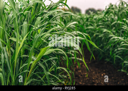 Sorghum sudanense ou plantation de l'herbe du Soudan. Cette plante est cultivée comme source d'énergie et biocarburants. Banque D'Images