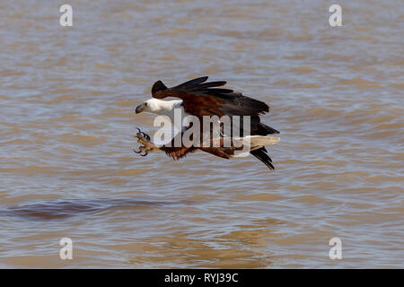 L'aigle de mer africaine swooping pour le poisson, le Kenya, l'Afrique Banque D'Images