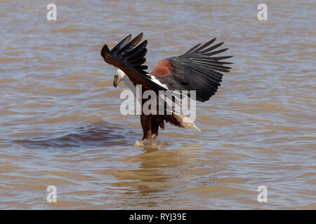 L'aigle de mer africaine swooping pour le poisson, le Kenya, l'Afrique Banque D'Images