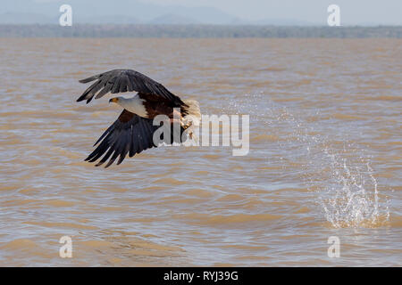 L'aigle de mer africaine swooping pour le poisson, le Kenya, l'Afrique Banque D'Images