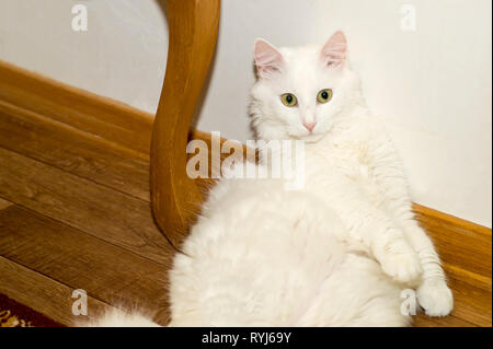 Chat Angora blanc close-up se trouve sur le sol avec son dos reposant sur le mur blanc. L'expression de l'émotion de surprise. Banque D'Images