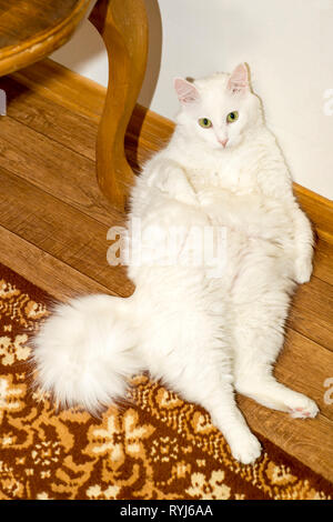 Chat Angora blanc se trouve sur le sol avec son dos reposant sur le mur blanc. Le concept de l'alimentation et l'entretien du poids optimal des animaux domestiques. Le point de vue f Banque D'Images
