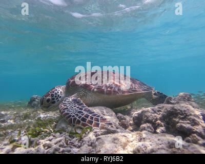 L'alimentation des tortues de mer et piscine librement dans l'océan bleu. Banque D'Images