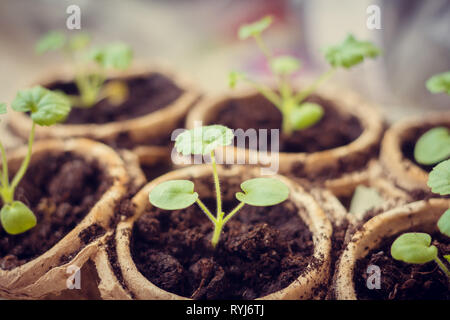 Plants à la maison sur le rebord. La préparation de l'atterrissage. Des légumes. Banque D'Images