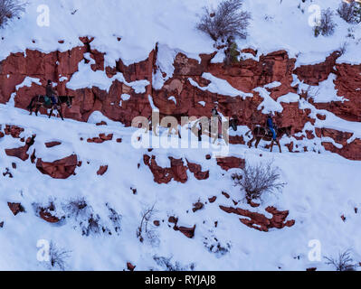 Train mule, parc national du Grand Canyon. J'ai une impression d'une peinture de Bev Doolittle. Cela me rappelle son travail. Banque D'Images