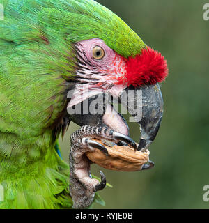 Un close up portrait of a military macaw manger une noix. Montrant clairement le côté face, avec l'écrou d'oeil bec et agrippa fermement Banque D'Images