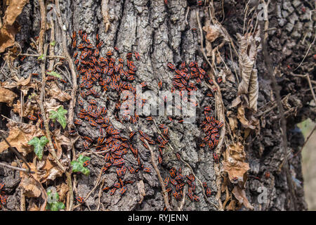 Groupe de la fire bug / Pyrrhocoris apterus sur l'écorce de l'arbre Banque D'Images