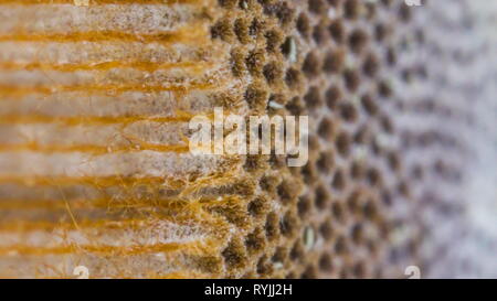 Les trous de l'amadou marron champignon sur une macro shot ou les champignons Fomes fomentarius Banque D'Images