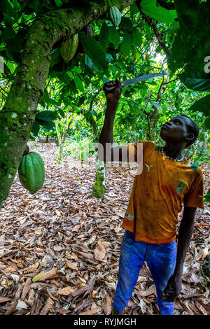 Les jeunes travailleurs à Guezon plantation de cacao, la Côte d'Ivoire. Banque D'Images