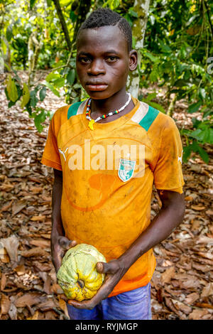 Les jeunes travailleurs à Guezon plantation de cacao, la Côte d'Ivoire. Banque D'Images