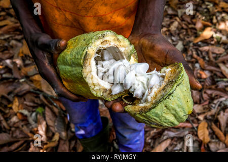 Les jeunes plantations de cacao de l'ouverture d'un travailleur en Guezon pod, Côte d'Ivoire. Banque D'Images