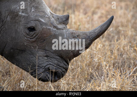 Rhinoceros ( Ceratotherium simum ) dans la savane. Le Parc National de Kruger. L'Afrique du Sud. Banque D'Images