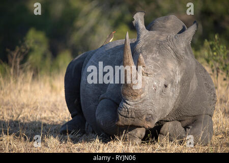 Rhinoceros ( Ceratotherium simum ) dans la savane. Le Parc National de Kruger. L'Afrique du Sud. Banque D'Images