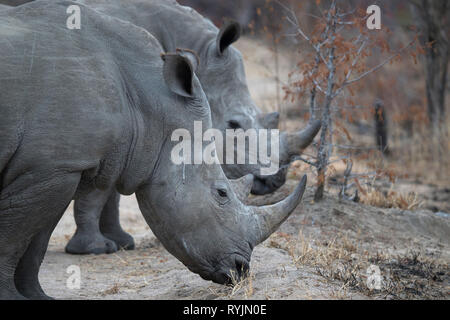 Rhinoceros ( Ceratotherium simum ) dans la savane. Le Parc National de Kruger. L'Afrique du Sud. Banque D'Images