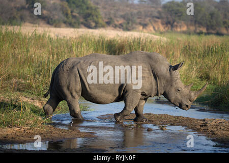 Rhinoceros ( Ceratotherium simum ) dans la savane. Le Parc National de Kruger. L'Afrique du Sud. Banque D'Images