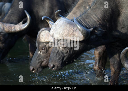 Buffle d'Afrique de l'alcool. Le Parc National de Kruger. L'Afrique du Sud. Banque D'Images