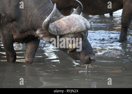 Buffle d'Afrique de l'alcool. Le Parc National de Kruger. L'Afrique du Sud. Banque D'Images