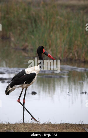 Bec de selle stork (Ephippiorhynchus senegalensis) . Le Parc National de Kruger. L'Afrique du Sud. Banque D'Images