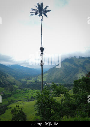 La vallée de Cocora avec de magnifiques palmiers de cire en Colombie Banque D'Images