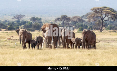 Un grand mâle elephent a rejoint un troupeau parce qu'il est en musth. Les mâles adultes se joindra à un groupe de femelles pendant la saison des amours. Banque D'Images