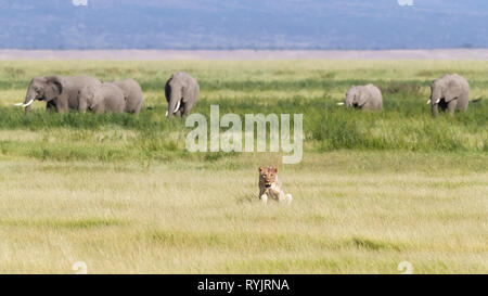 Les jeunes adultes lionne dans les luxuriantes prairies du parc national Amboseli, au Kenya. Un troupeau d'éléphants sont la marche derrière elle contre les contreforts de Banque D'Images