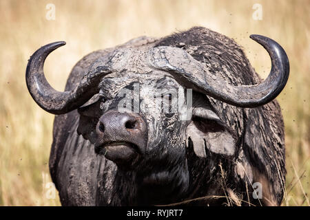 Femelle adulte Cape, Syncerus caffer, couché dans la boue séchée et entouré par les mouches. Prairies de la Masai Mara, Kenya Banque D'Images