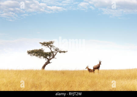 Une paire de topi assurent la garde sur un monticule élevé dans le Masai Mara. Un acacia solitaire est à l'horizon. Le topi, Damaliscus lunatus jimela, est décl Banque D'Images