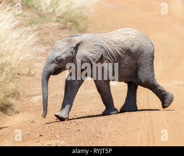 Bébé éléphant africain traverse la route en terre dans le Masai Mara, Kenya. Banque D'Images