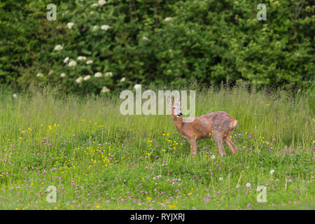 Les mâles chevreuils Capreolus (buck) Comité permanent en vert prairie avec des fleurs Banque D'Images