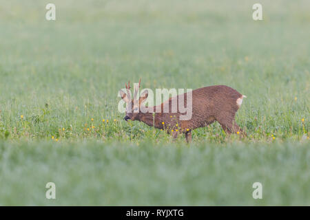 Jeune homme naturel roebuck (capreolus capreolus) parcourt en pré vert Banque D'Images