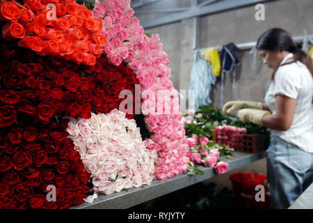 Femme travaillant dans une usine de fleurs. Dalat. Le Vietnam. Banque D'Images