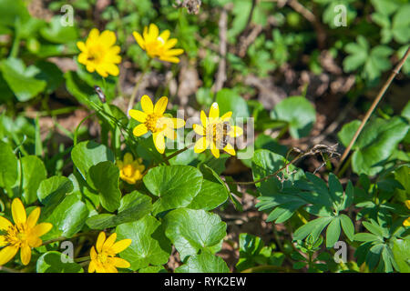 Vue rapprochée de l'abeille sur travail connu sous le nom de Populage des marais Caltha palustris en jaune croissant sur bois humide au printemps. Banque D'Images