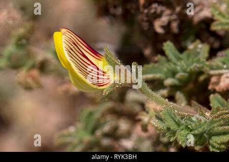 Espèces Restharrow Ononis jaune (hesperia aka ? Ononis natrix hesperia) flower Banque D'Images
