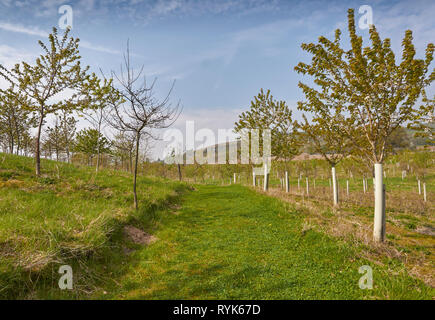 Un sentier dans l'herbe tondue entre les arbres nouvellement plantés sur le Murton réserve naturelle, une ancienne carrière de gravier, près de Forfar, Angus, Scotland. Banque D'Images