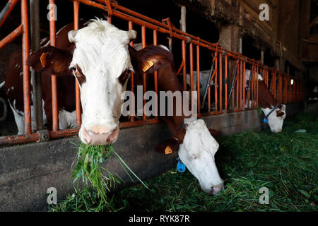 Alpes françaises. Fabrique de fromage traditionnel. Les vaches d'abondance dans la grange. Boege. La France. Banque D'Images