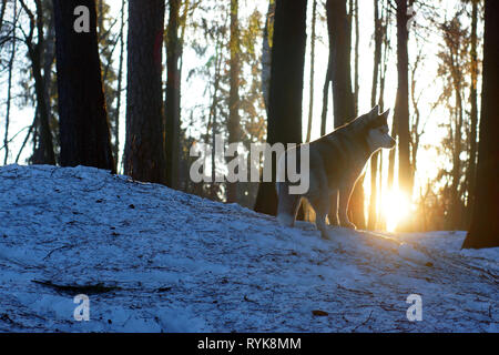 Une race de chien Husky se trouve dans les bois au début du printemps et regarde ailleurs, le soleil se lève de derrière une colline couverte de neige. Banque D'Images