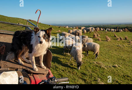 Border Collie berger assis sur un VTT, avec un troupeau de brebis et d'agneaux dans l'arrière-plan, d'éclat, Lancashire. Banque D'Images