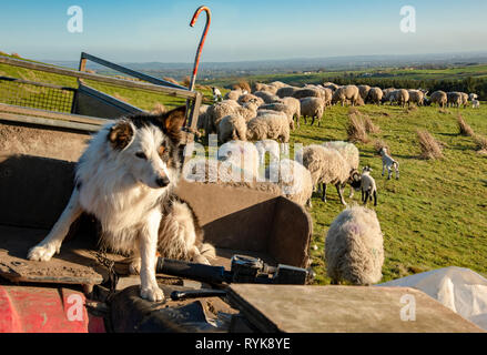 Border Collie berger assis sur un VTT, avec un troupeau de brebis et d'agneaux dans l'arrière-plan, d'éclat, Lancashire. Banque D'Images