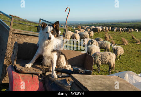 Border Collie berger assis sur un VTT, avec un troupeau de brebis et d'agneaux dans l'arrière-plan, d'éclat, Lancashire. Banque D'Images